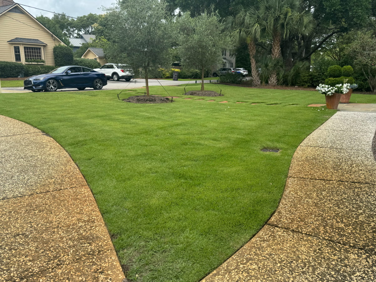 Freshly maintained lawn between curved walkways at a Mount Pleasant residence