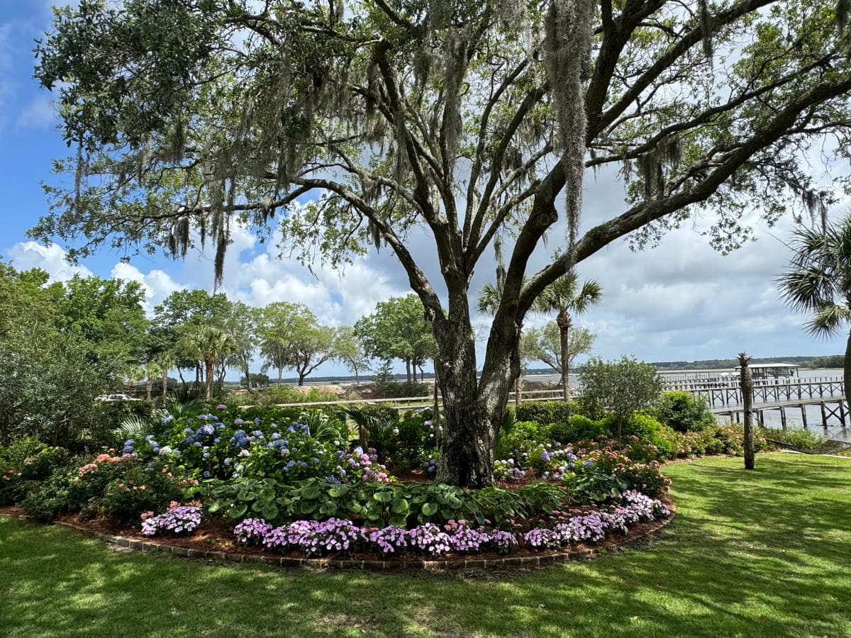 Waterfront garden with hydrangeas arranged beneath a mature live oak