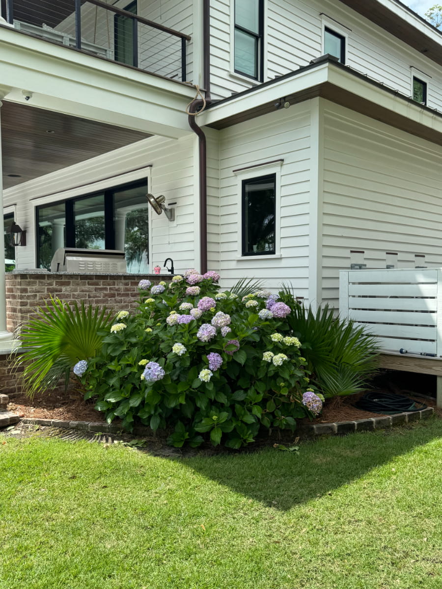 Hydrangeas and palmettos planted beside a white coastal home